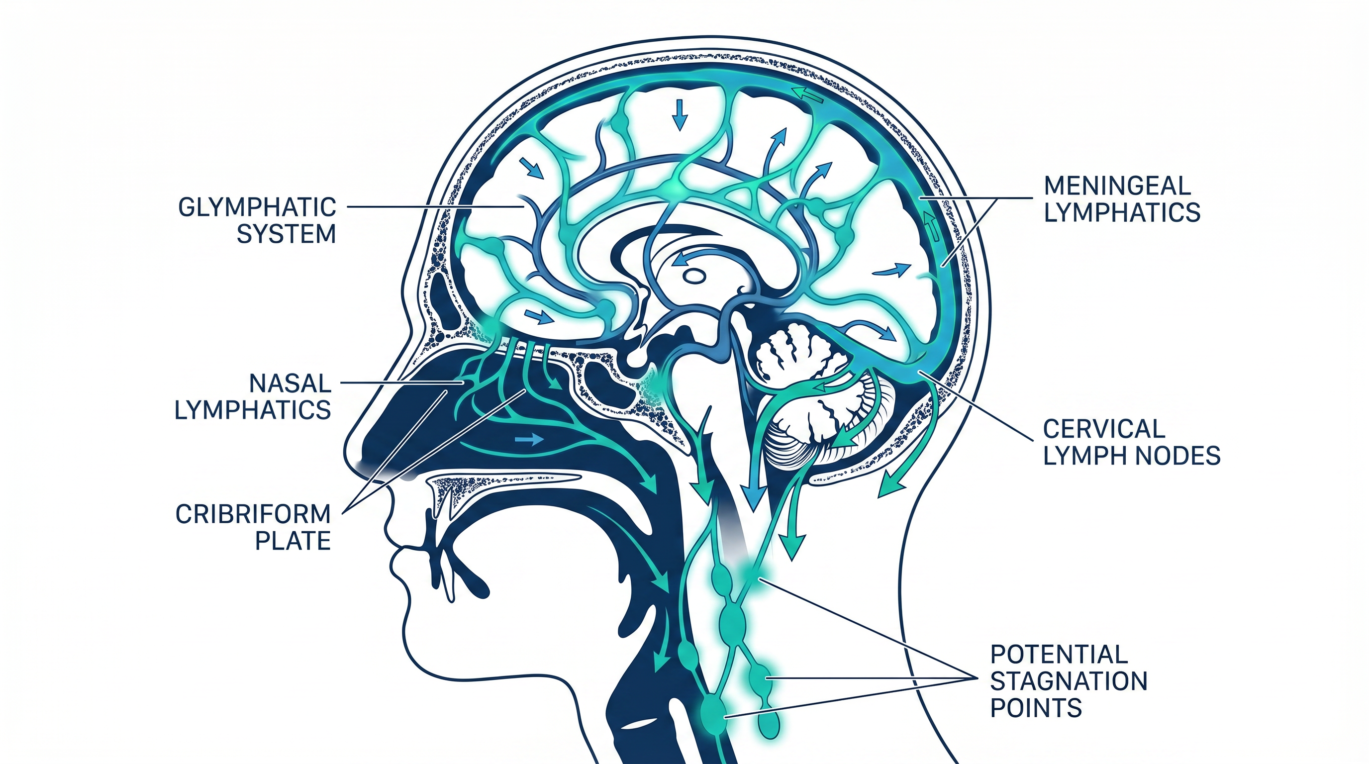 Cranial Drainage Pathways