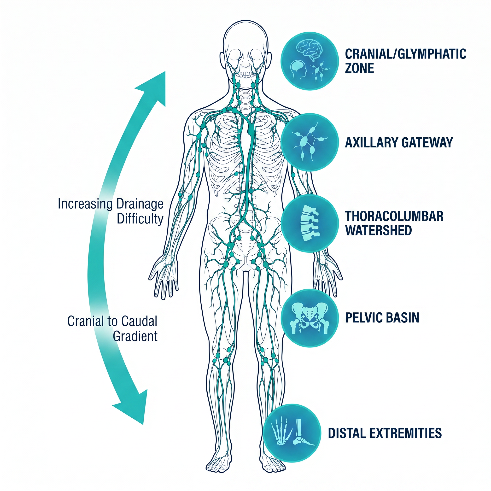 Cranio-Caudal Drainage Gradient