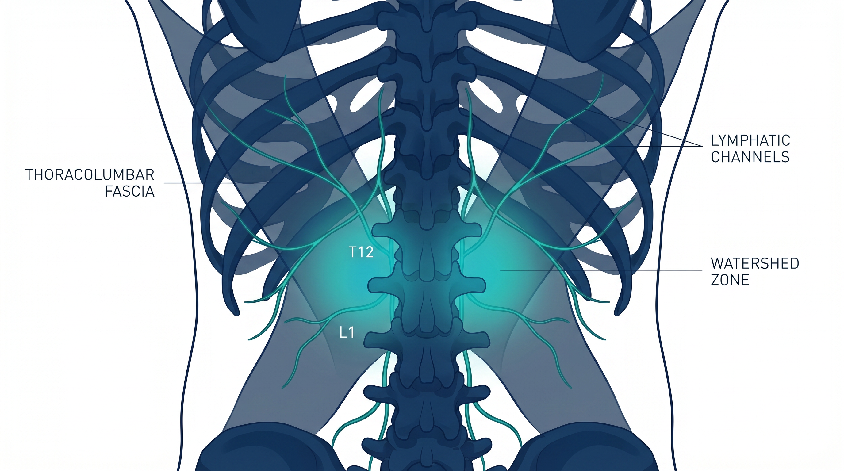 Thoracolumbar Watershed